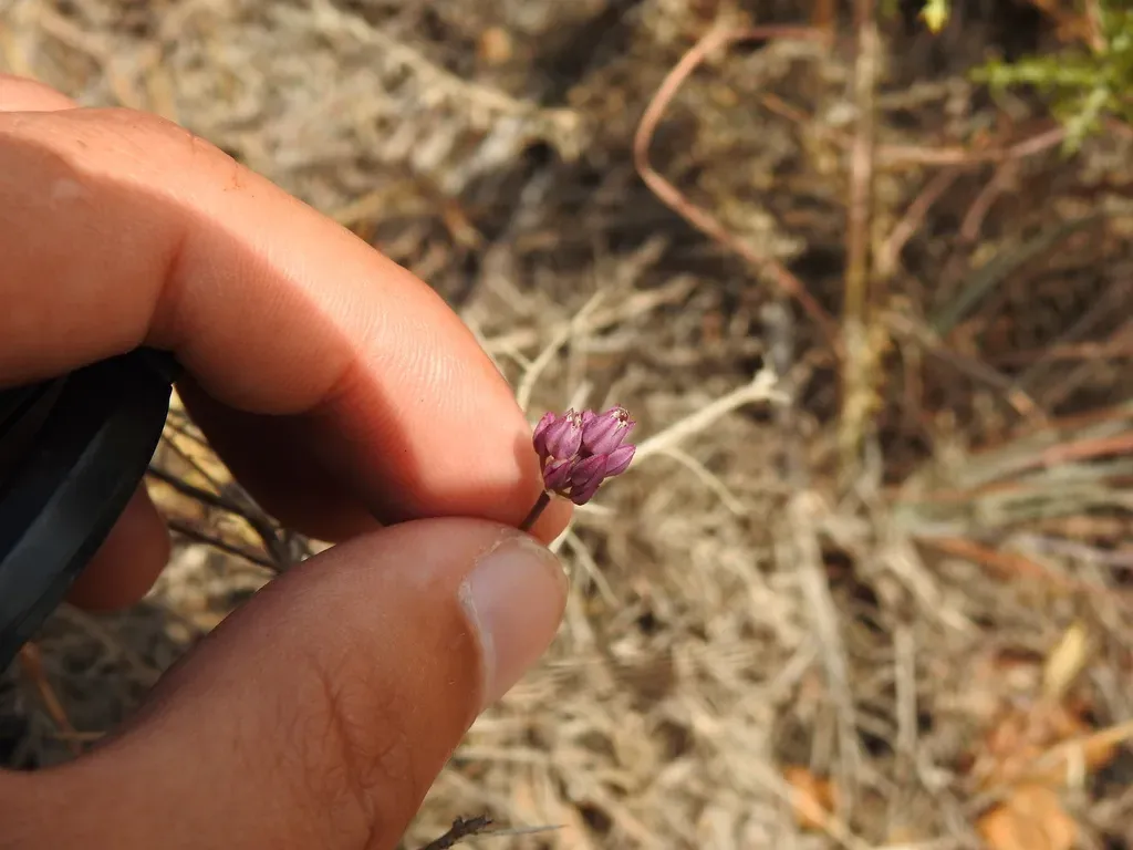 Allium Pruinatum