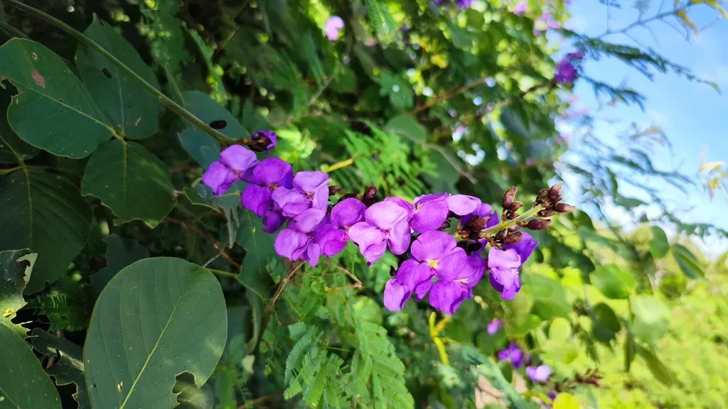 Macropsychanthus Grandiflorus