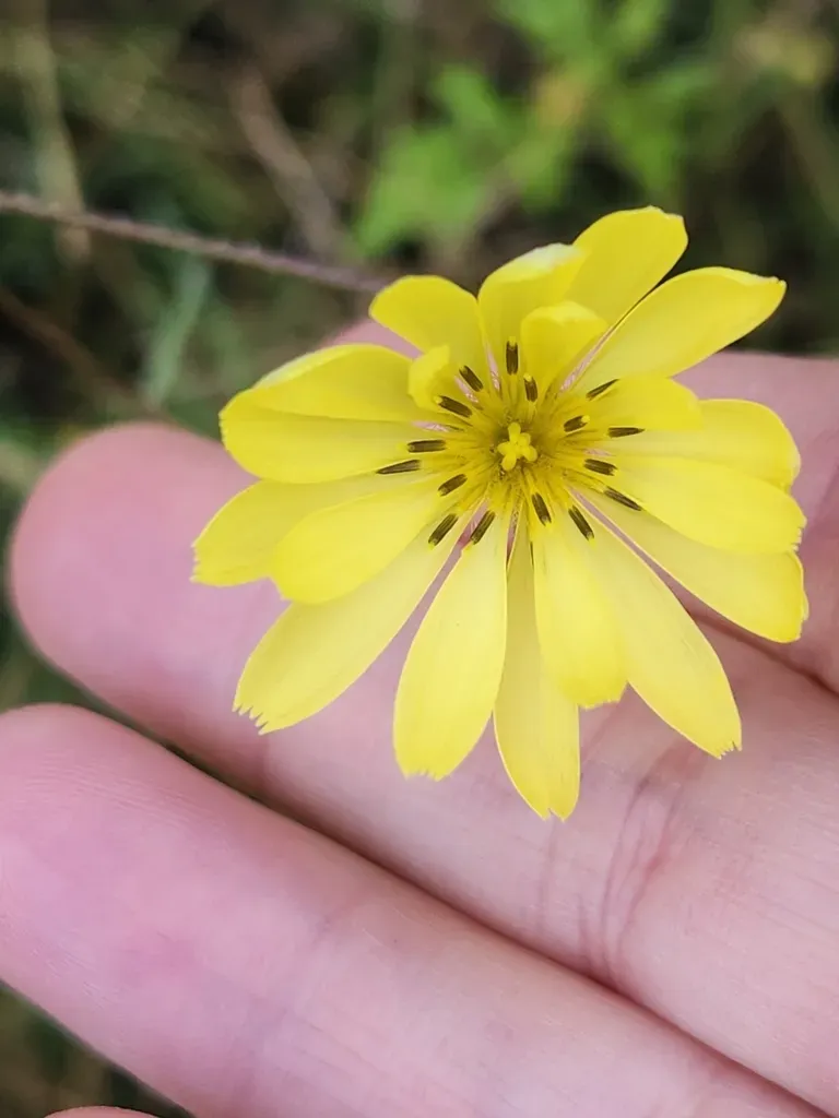 Smallflower Desert-chicory