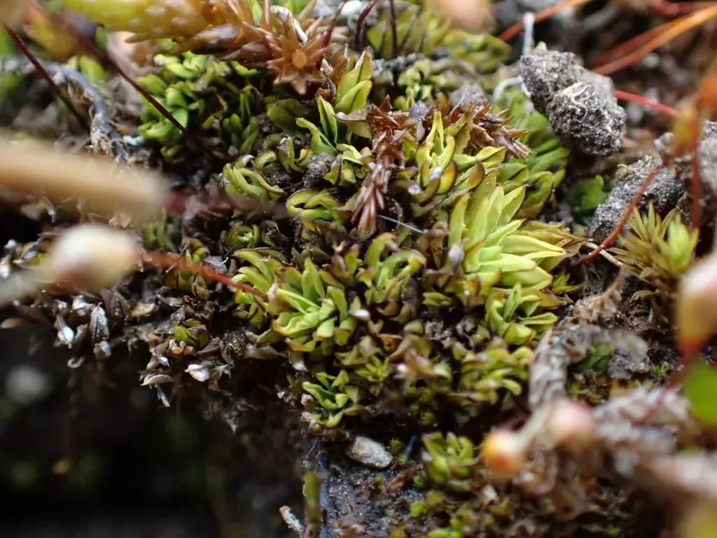 Common Extinguisher-moss