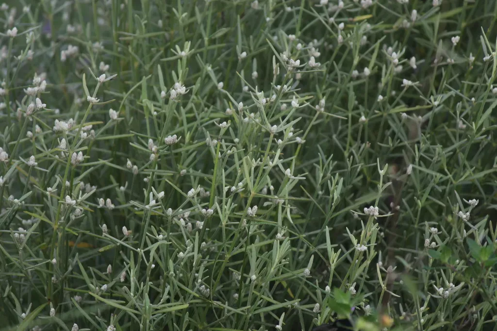 Alternanthera Flavicoma