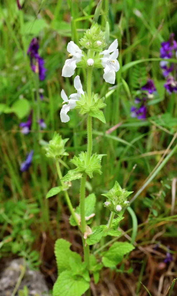 Stachys Spinulosa