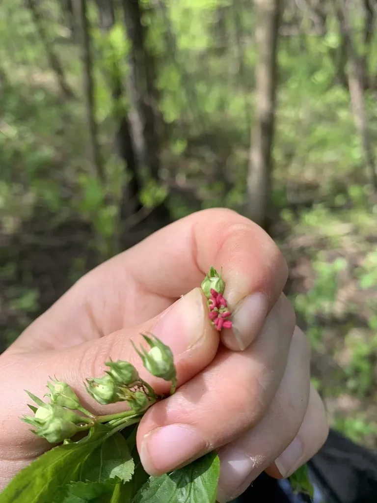 Caughnawaga Hawthorn