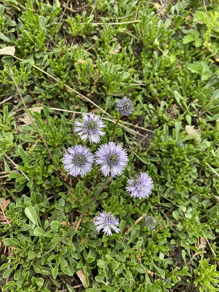 Apennine Globularia