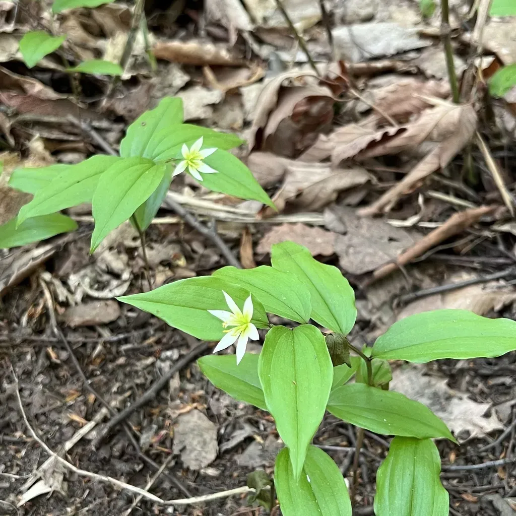 Japanese-korean Fairy Bells