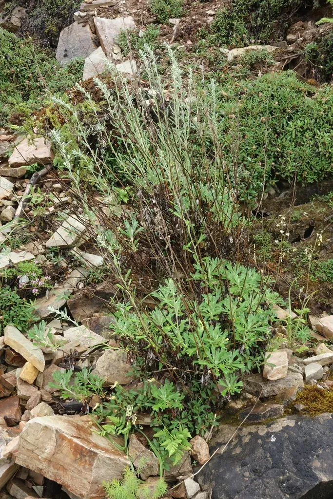 Artemisia Lagocephala