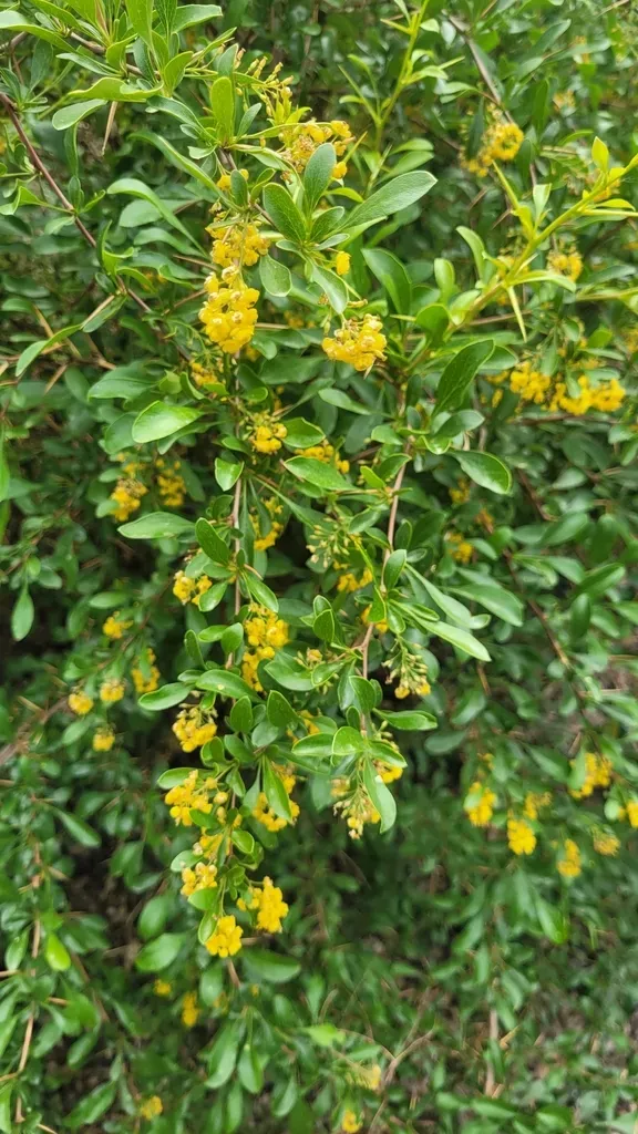 Berberis Iliensis