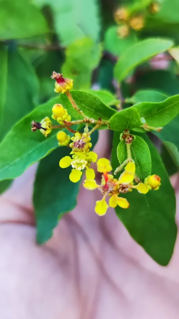 Heteropterys Trichanthera