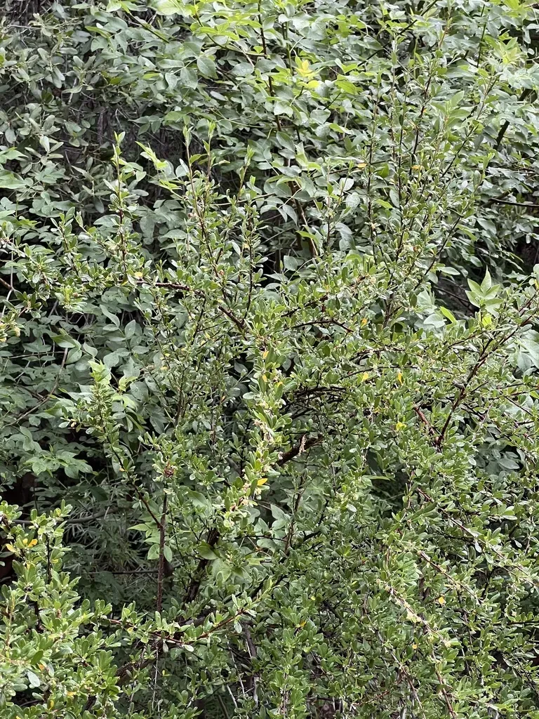 Hairy Mountain Mahogany