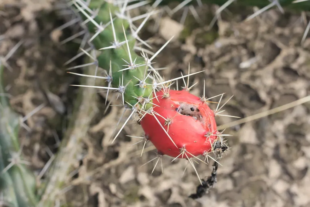 Spiny Snake Cactus