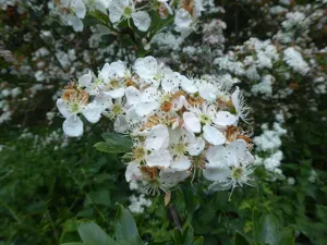 Common Hawthorn
