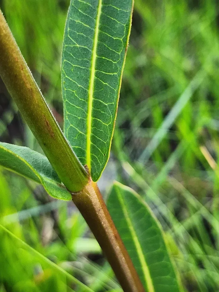Largeflower Milkweed
