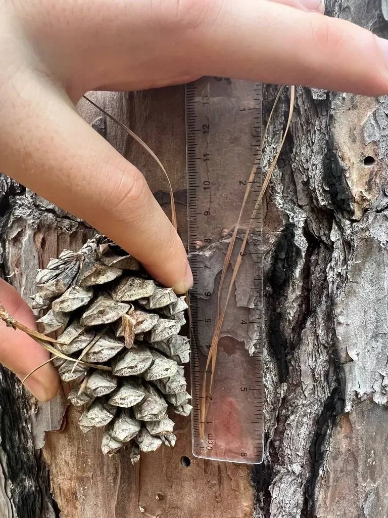 Pinus Echinata × Taeda