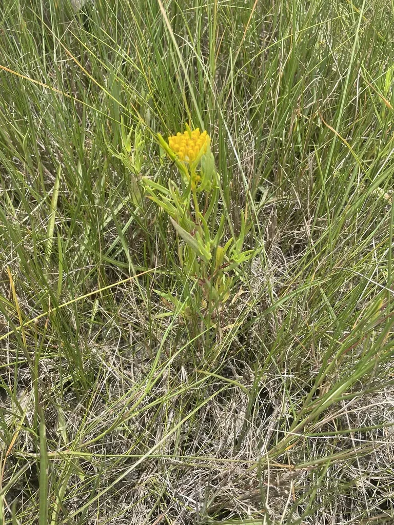 Brown's Yellowtops