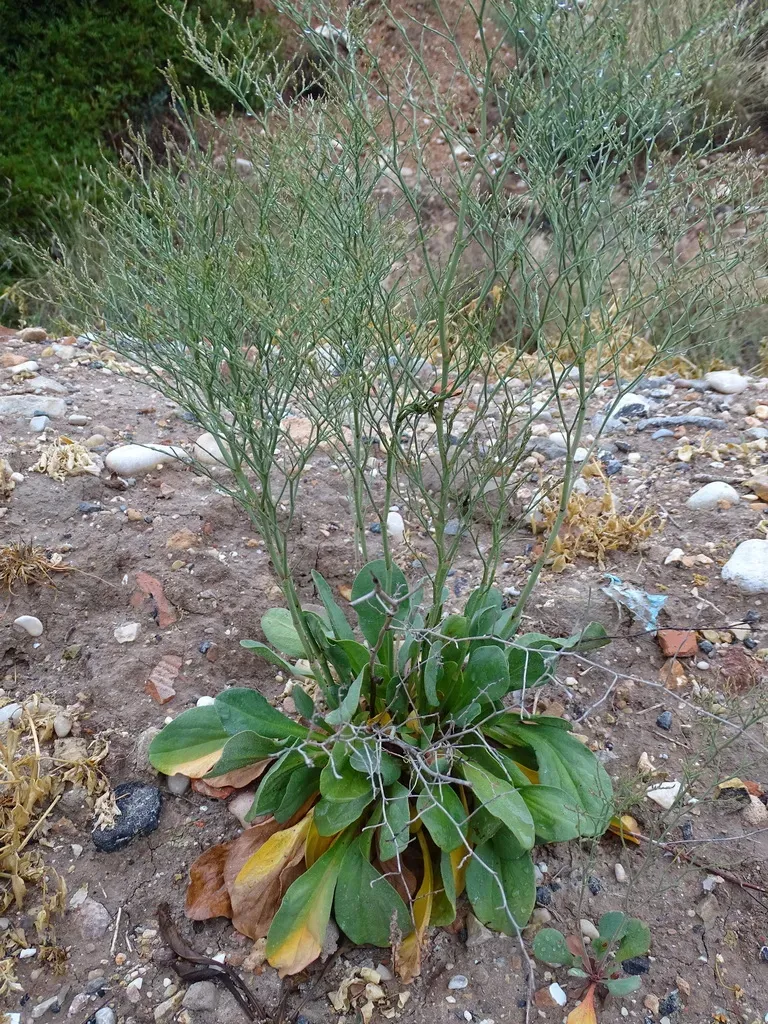 Limonium Mansanetianum