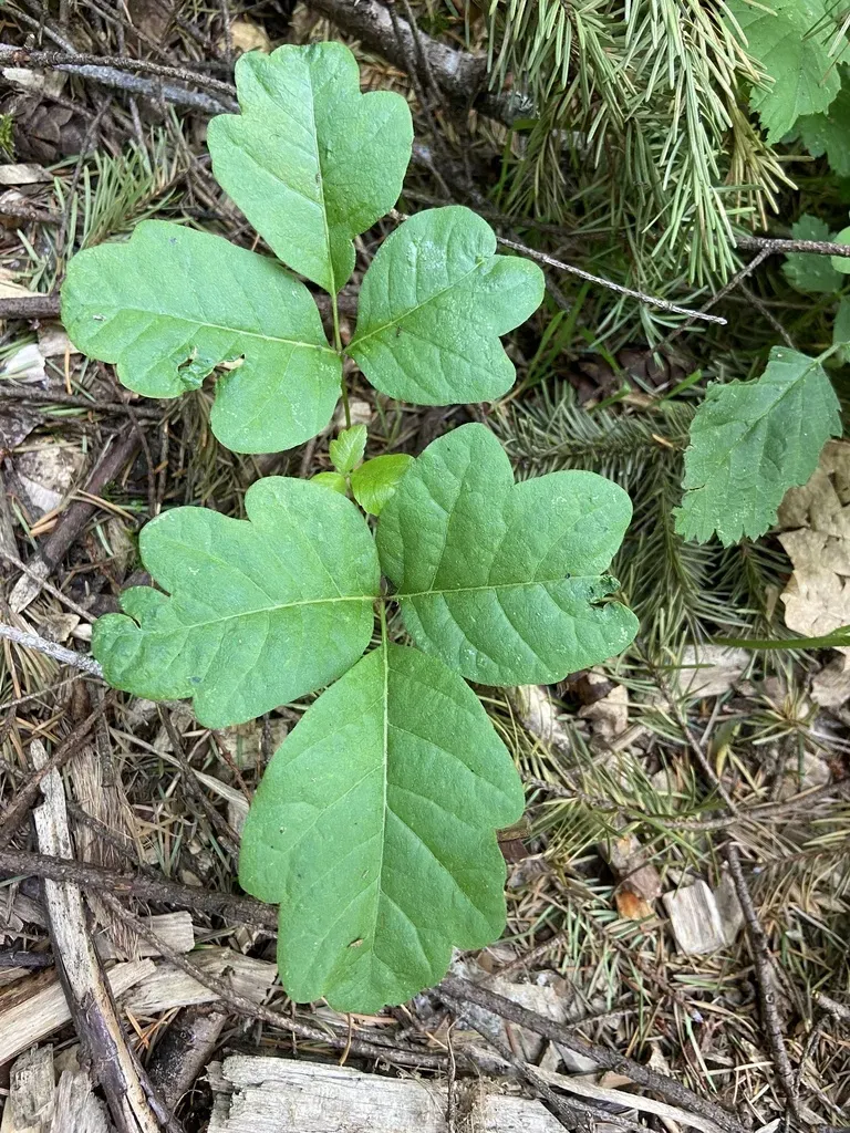 Western Poison Oak