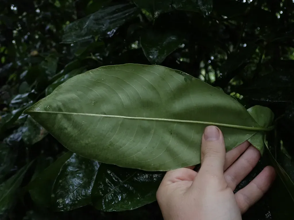 Palicourea Flaviflora