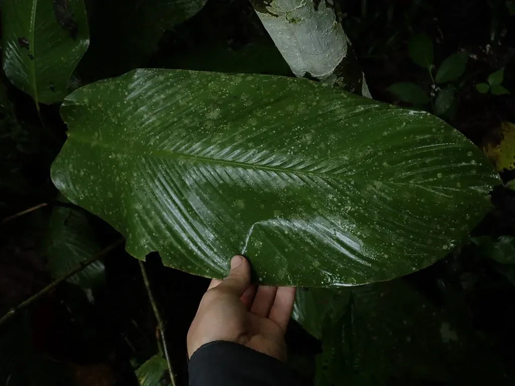 Goeppertia Altissima