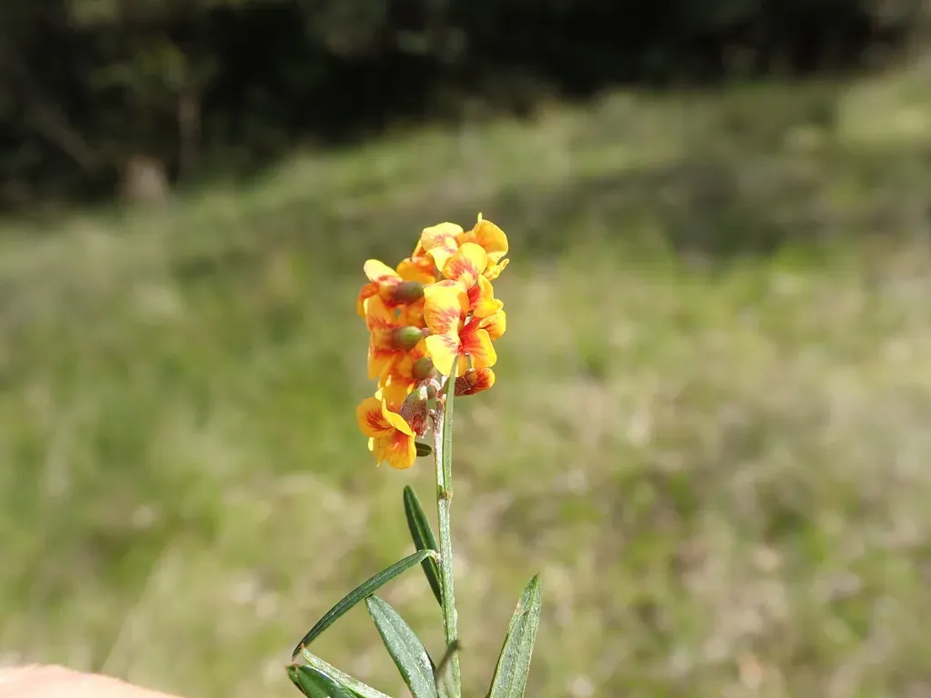 Chorizema Parviflorum