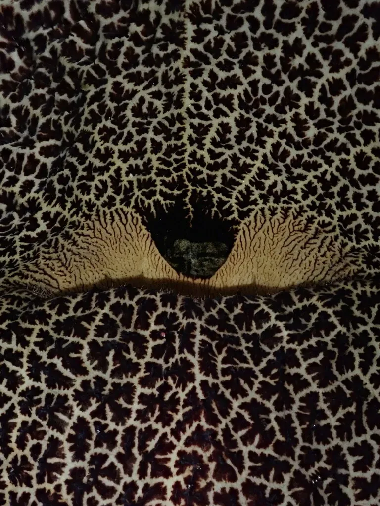 Aristolochia Cordiflora