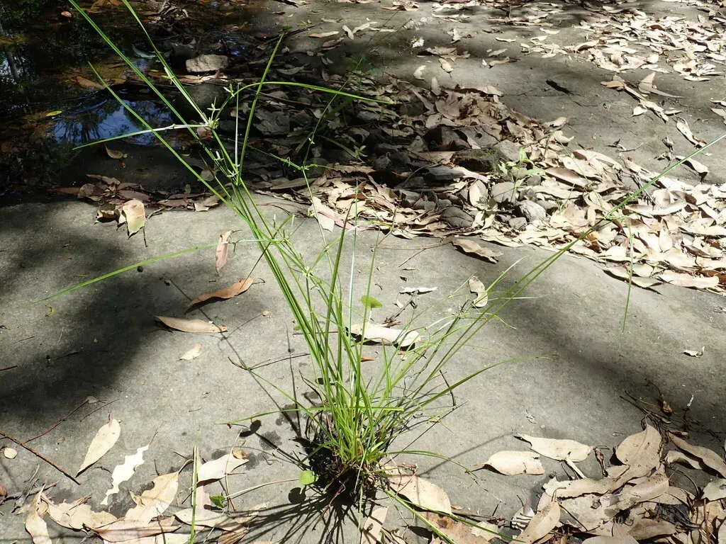 Australian Flatsedge