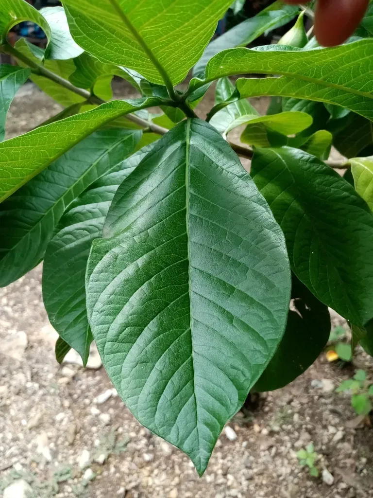 Tabernaemontana Glabra