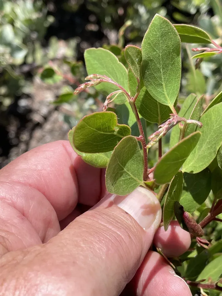 Stanford's Manzanita