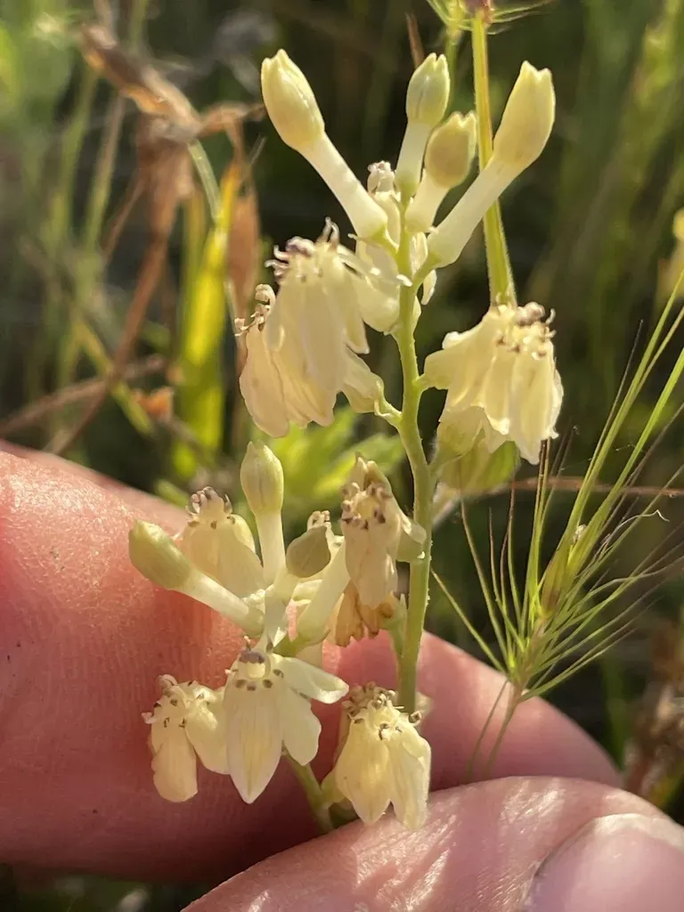 Hartweg's Doll's-lily