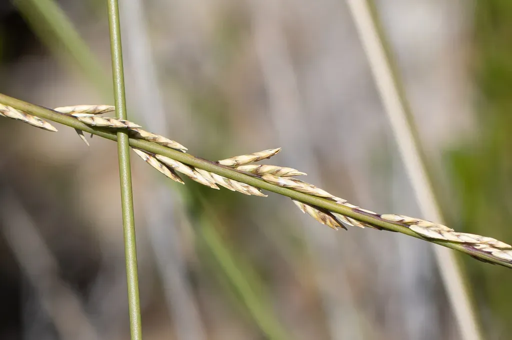 Spartochloa Scirpoidea
