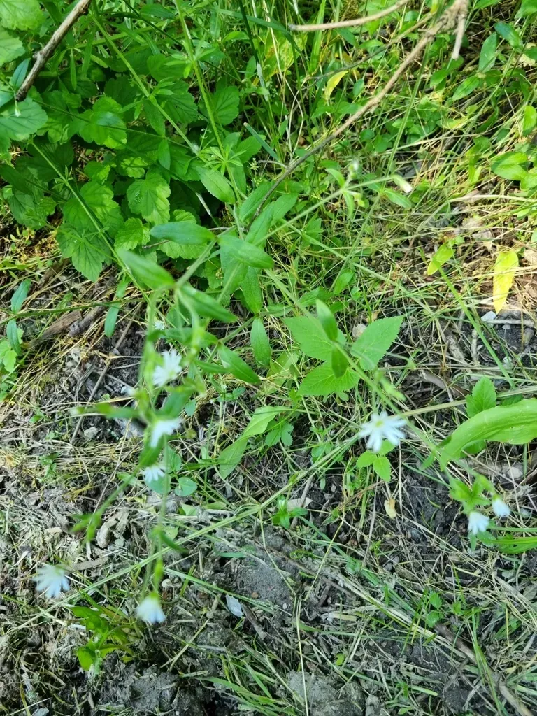 Cerastium Sylvaticum