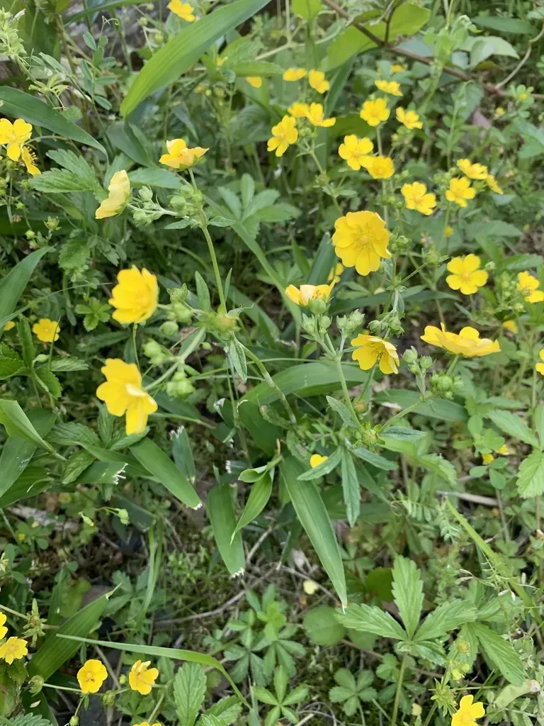 Potentilla Kleiniana