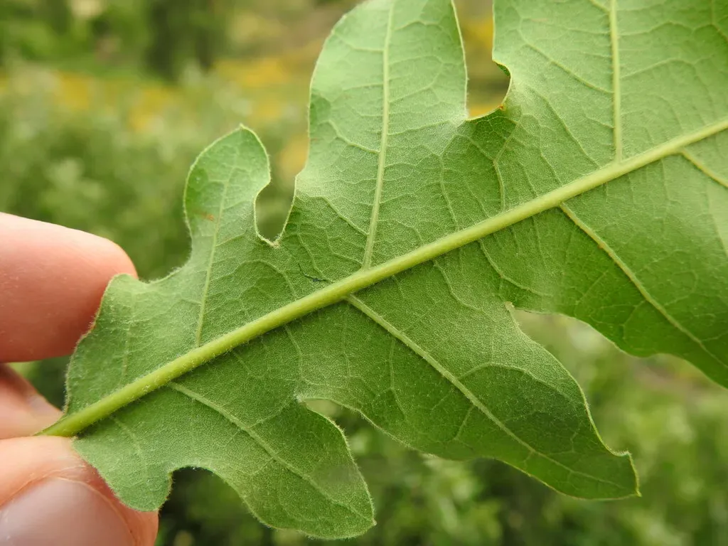 Quercus × Tavaresii