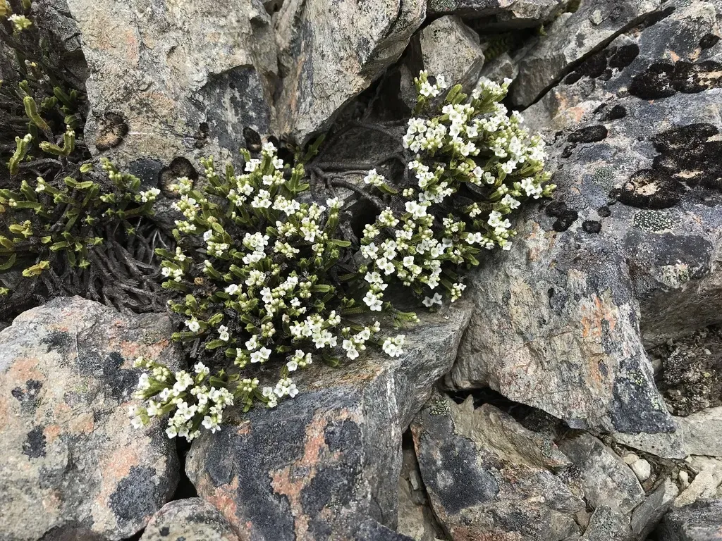 Veronica Tetrasticha