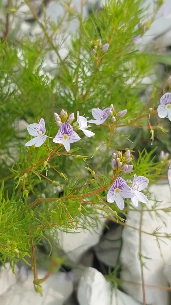 Veronica Filifolia