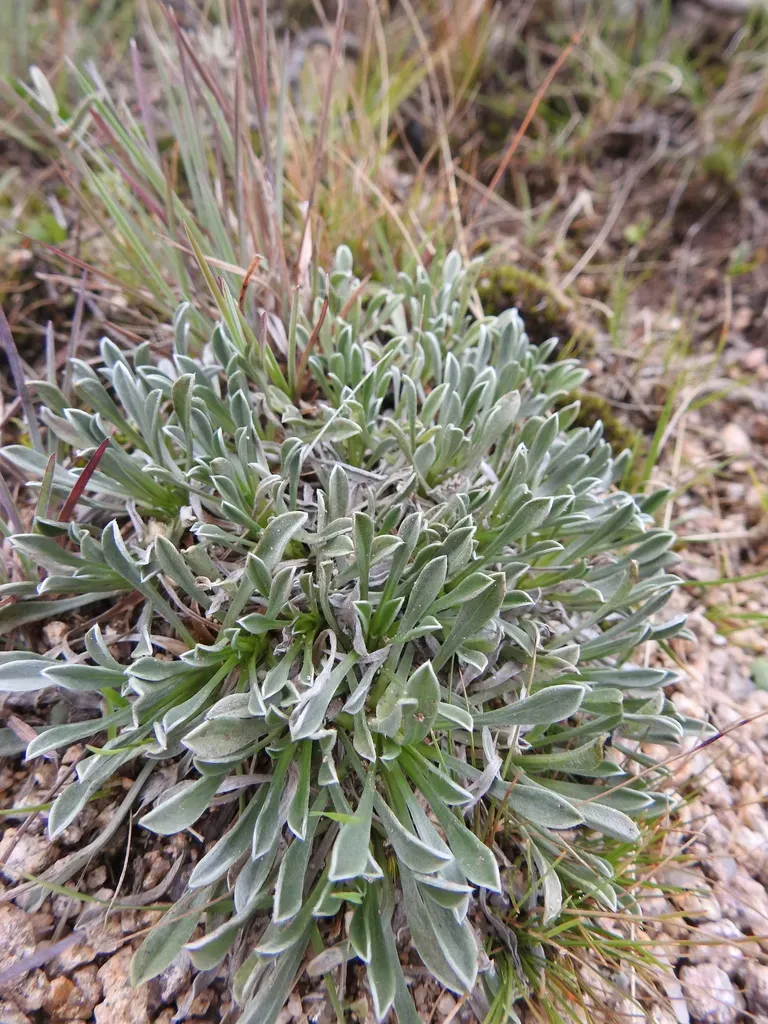 Noticastrum Argenteum