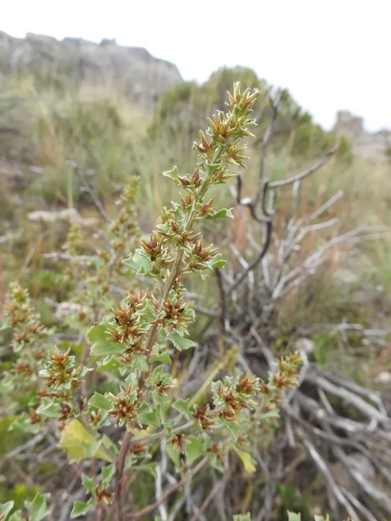 Baccharis Flabellata