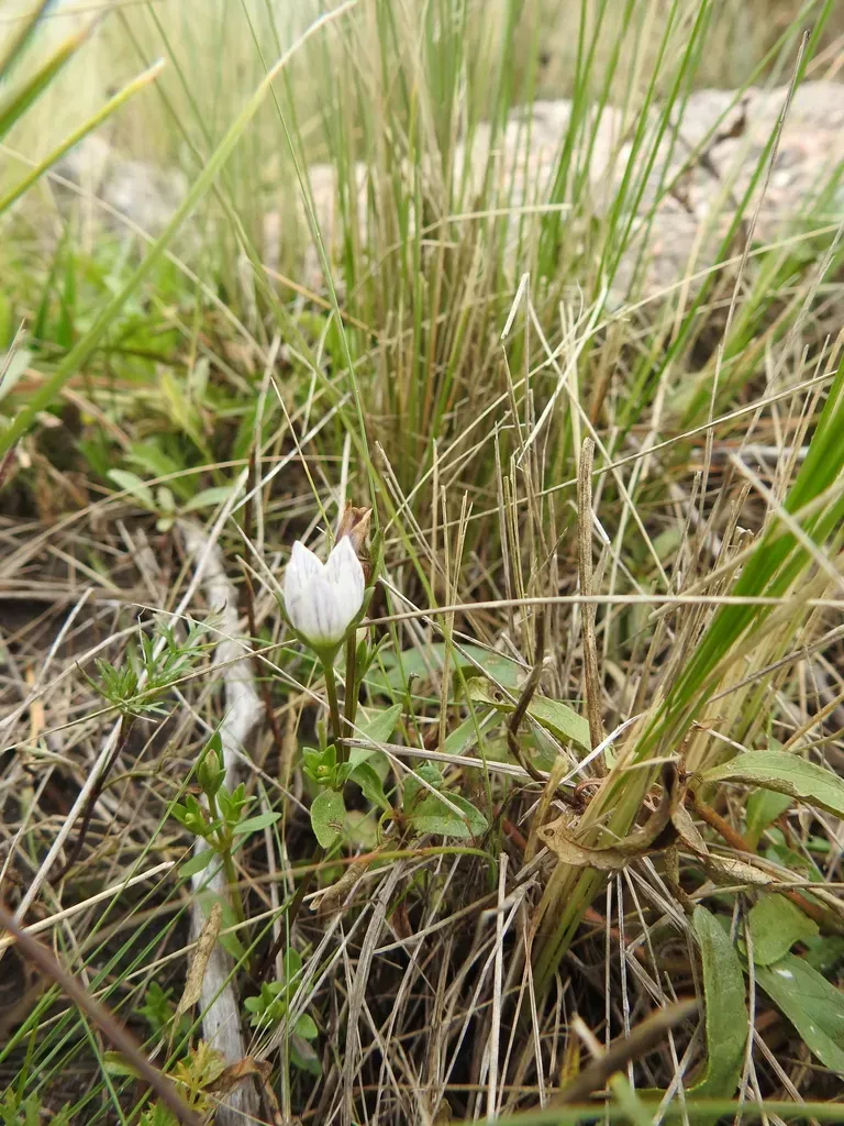 Gentianella Multicaulis