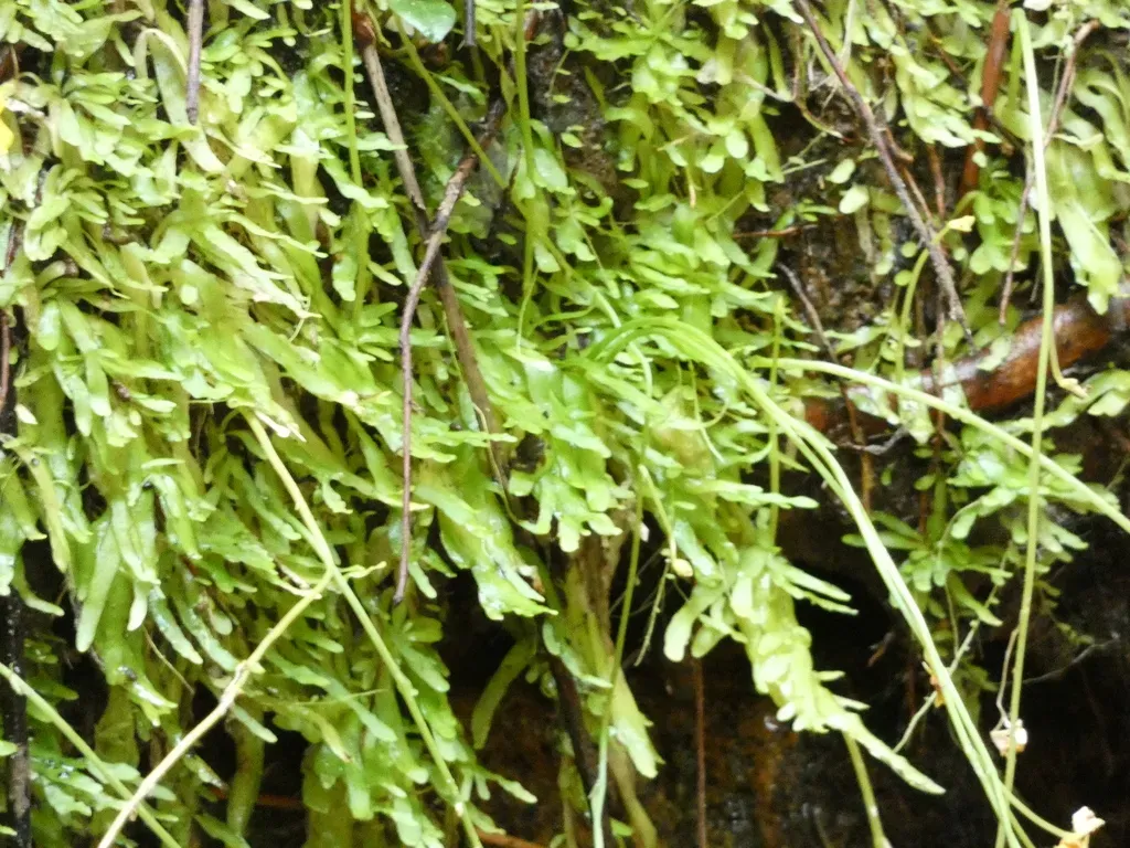 Utricularia Bosminifera