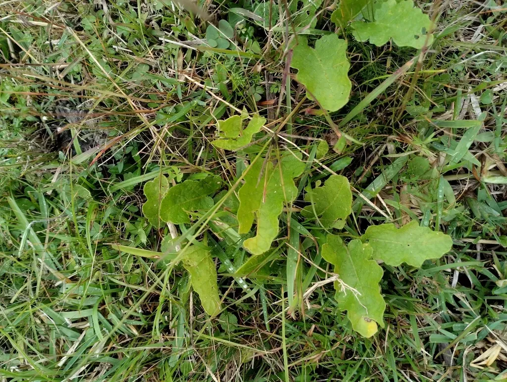 Solanum Reineckii