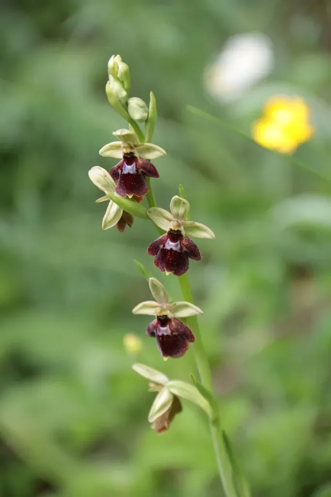 Ophrys × Devenensis