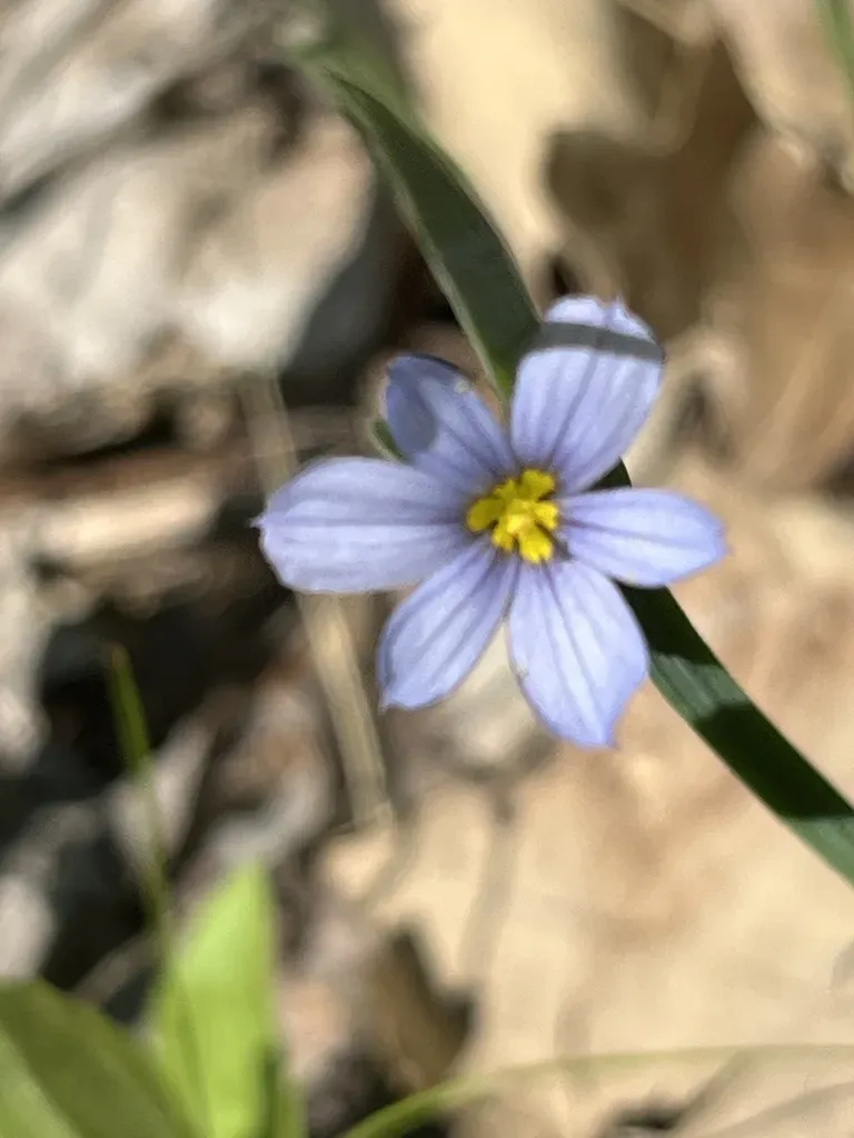 Prairie Blue-eyed Grass