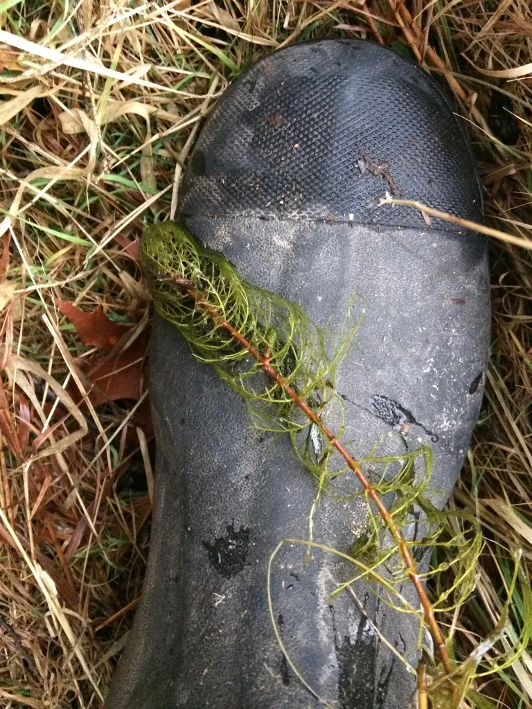 Northern Water-milfoil