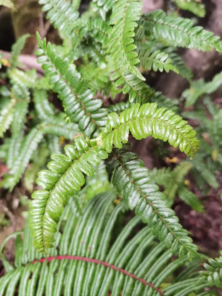 Weinmannia Vulcanicola