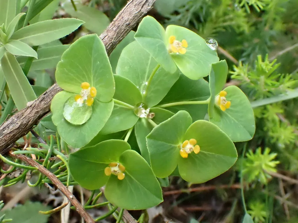 Euphorbia Duvalii