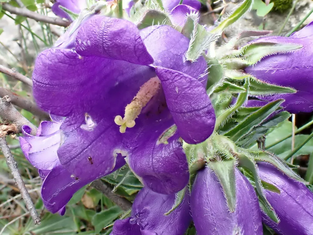 Pyrenean Bellflower
