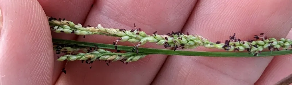 Long-leaved Redtop-panicgrass