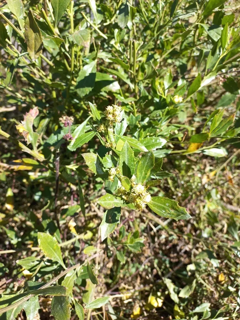 Baccharis Tucumanensis