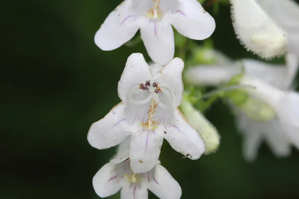 Lowland Beardtongue
