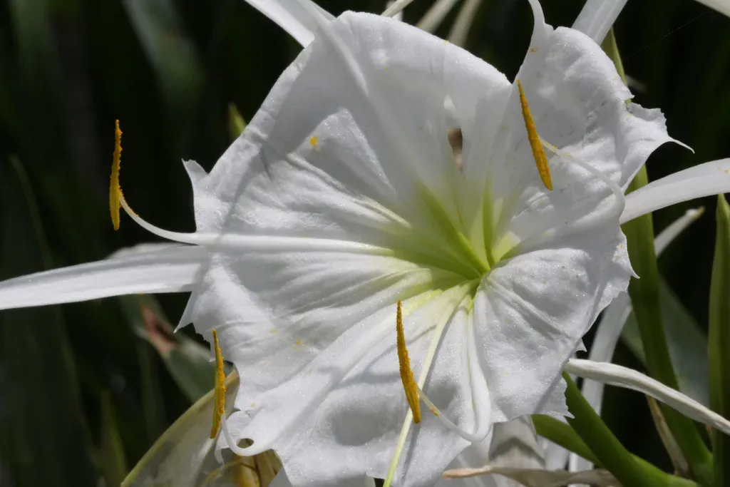 Shoals Spiderlily