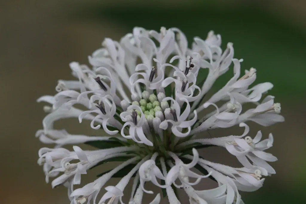 Broadleaf Barbara's-buttons